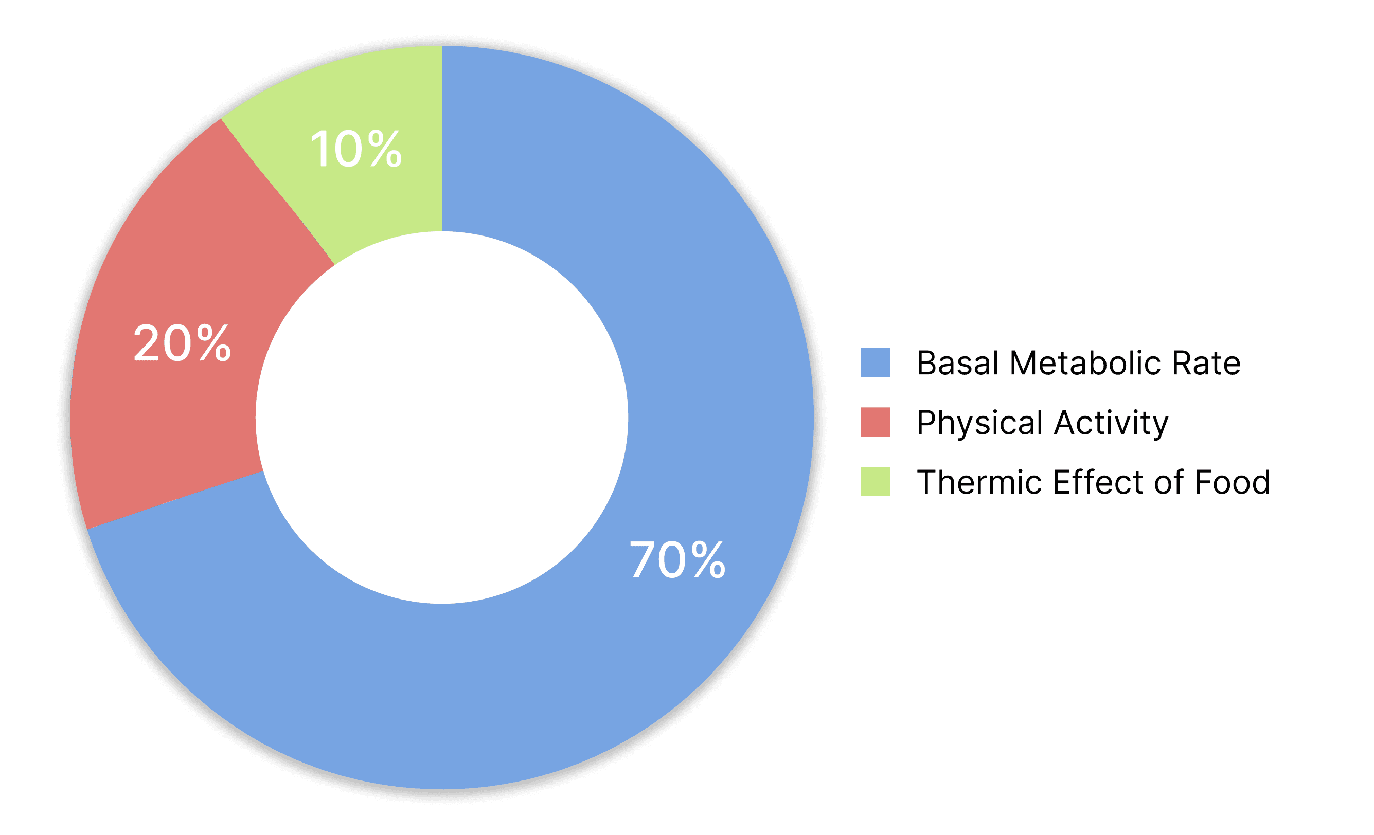 TDEE Components Breakdown